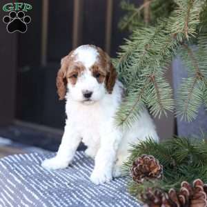 Angel, Mini Goldendoodle Puppy